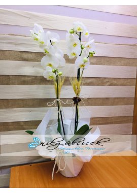 2li Beyaz Orkide